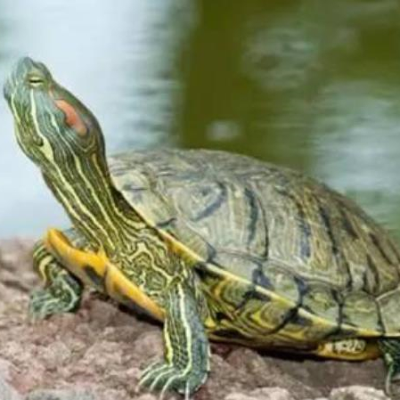 乌龟为什么寿命长，乌龟最多能活多少岁