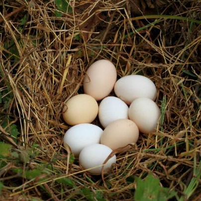 鸡蛋为什么吃起来很柴，怎么辨别柴鸡蛋的真假