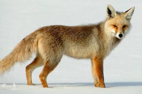 狐狸为什么不能随便养，九尾狐什么颜色最高贵