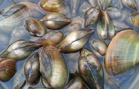 为什么没人吃河蚌，吃河蚌的危害与好处