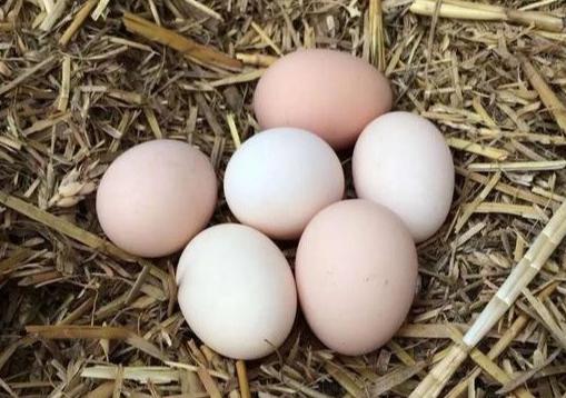 鸡蛋为什么吃起来很柴，怎么辨别柴鸡蛋的真假