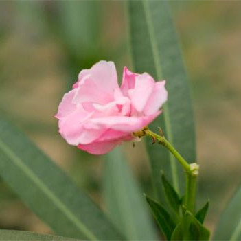 家里坚决不能养的花，客厅最忌讳三种花