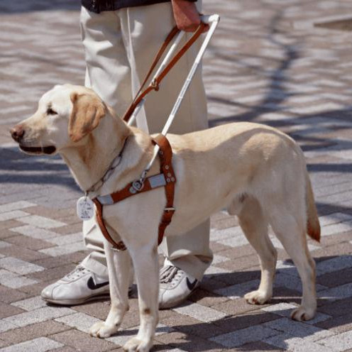 导盲犬多少钱一只，导盲犬是怎么知道主人去的地方