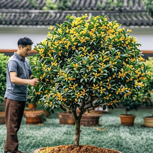 桂花不开花预示着什么