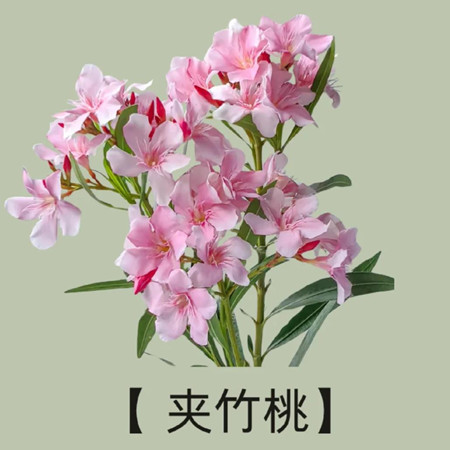 致癌花卉第一名