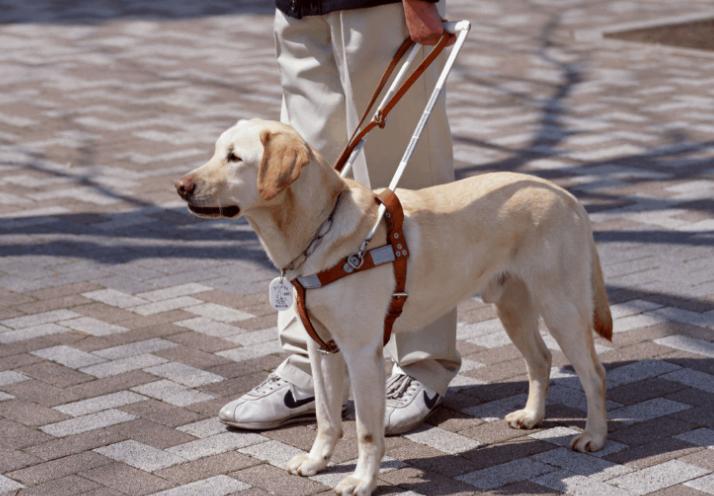 导盲犬多少钱一只，导盲犬是怎么知道主人去的地方