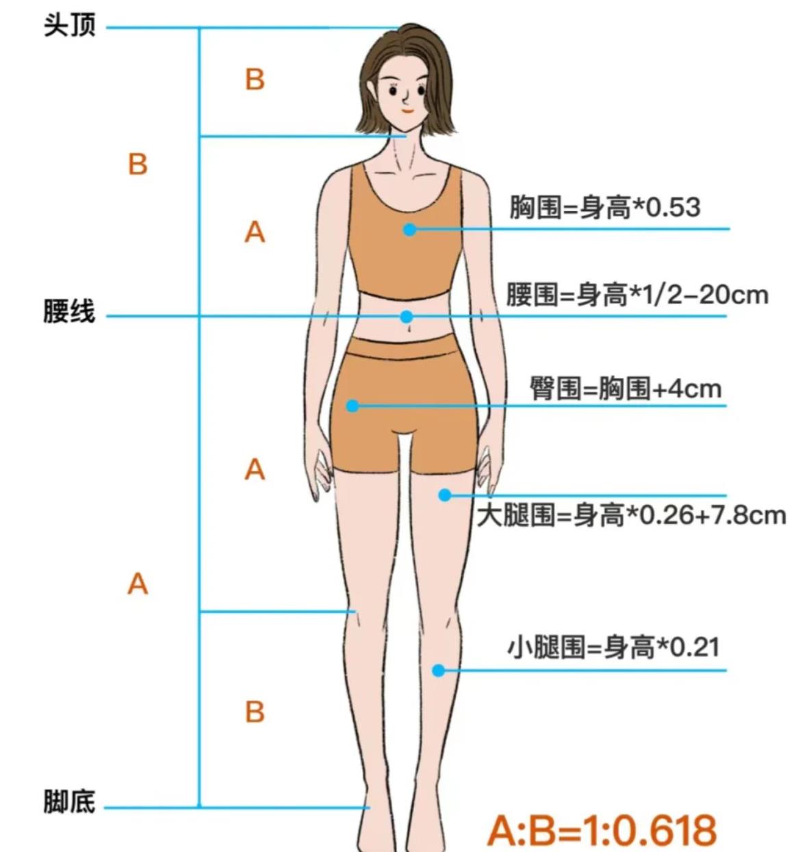 女性最佳上下身比例