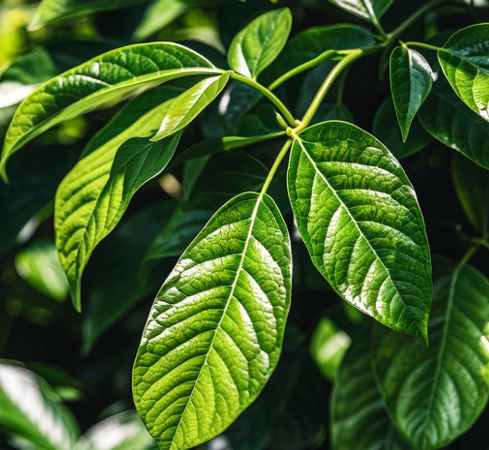 白醋消灭白粉虱最好的方法