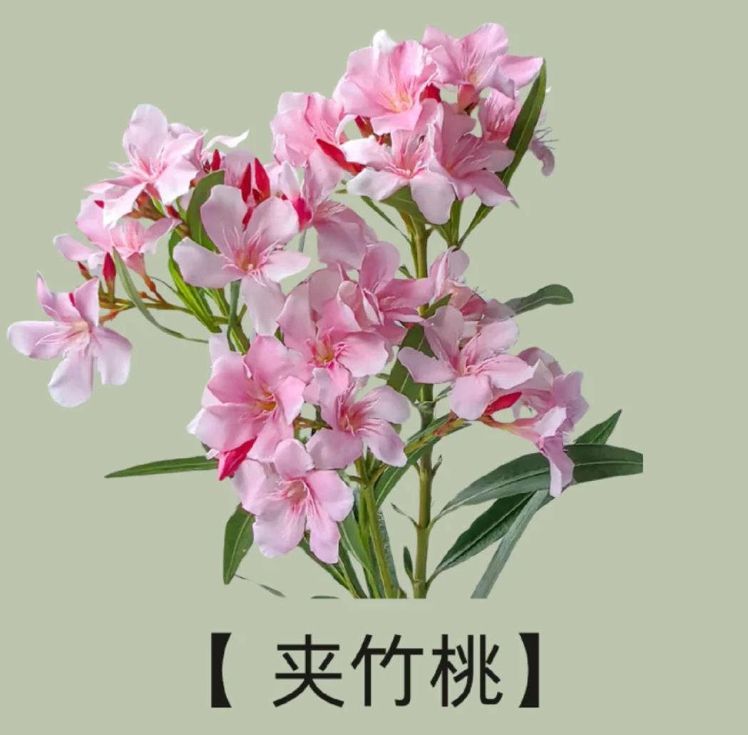 致癌花卉第一名