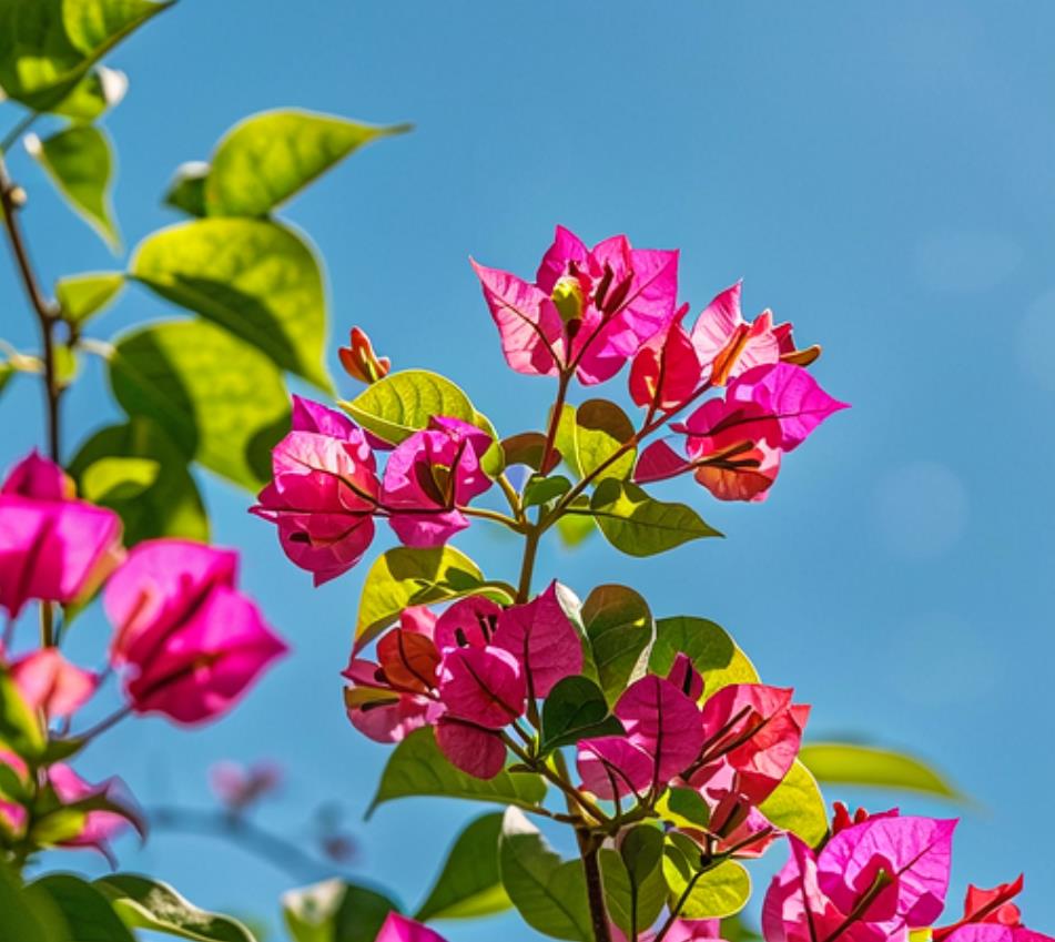 花期最长的花，室内花期长又好养的花